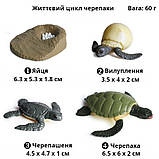 Розвиваючий набір фігурки Життєвий цикл черепахи (4 шт) від Obetty, фото 3