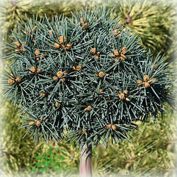 Ялина колюча Брунек (Brynek) на штамбі