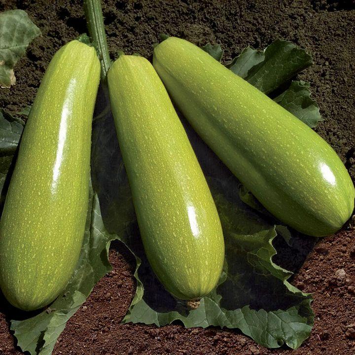 Кабачок KS 3714 F1 500 шт Kitano Seeds Кабачок Насіння (Кабачок Семена)