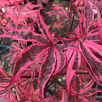 Японский клен "Ширазз". Acer palmatum "Shirazz".