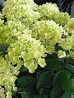 HYDRANGEA PANICULATA 'BOMBSHELL', ГОРТЕНЗИЯ МЕТЕЛЬЧАТАЯ 'БОМБШЕЛЛ 2-хлет С2л.