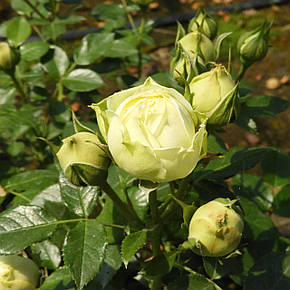 Троянда Лемон Рококо (Lemon Rokoko) Спрей, фото 2