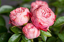 Троянда Плейфул Рококо (Playful Rokoko) Спрей, фото 2