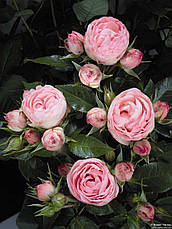 Троянда Плейфул Рококо (Playful Rokoko) Спрей, фото 3
