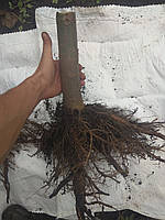 Павловнія морозостійка. Павловния. Однорічні дерева сорту Shan Tong, діаметр стовбура 3 см, висота 3-4 м