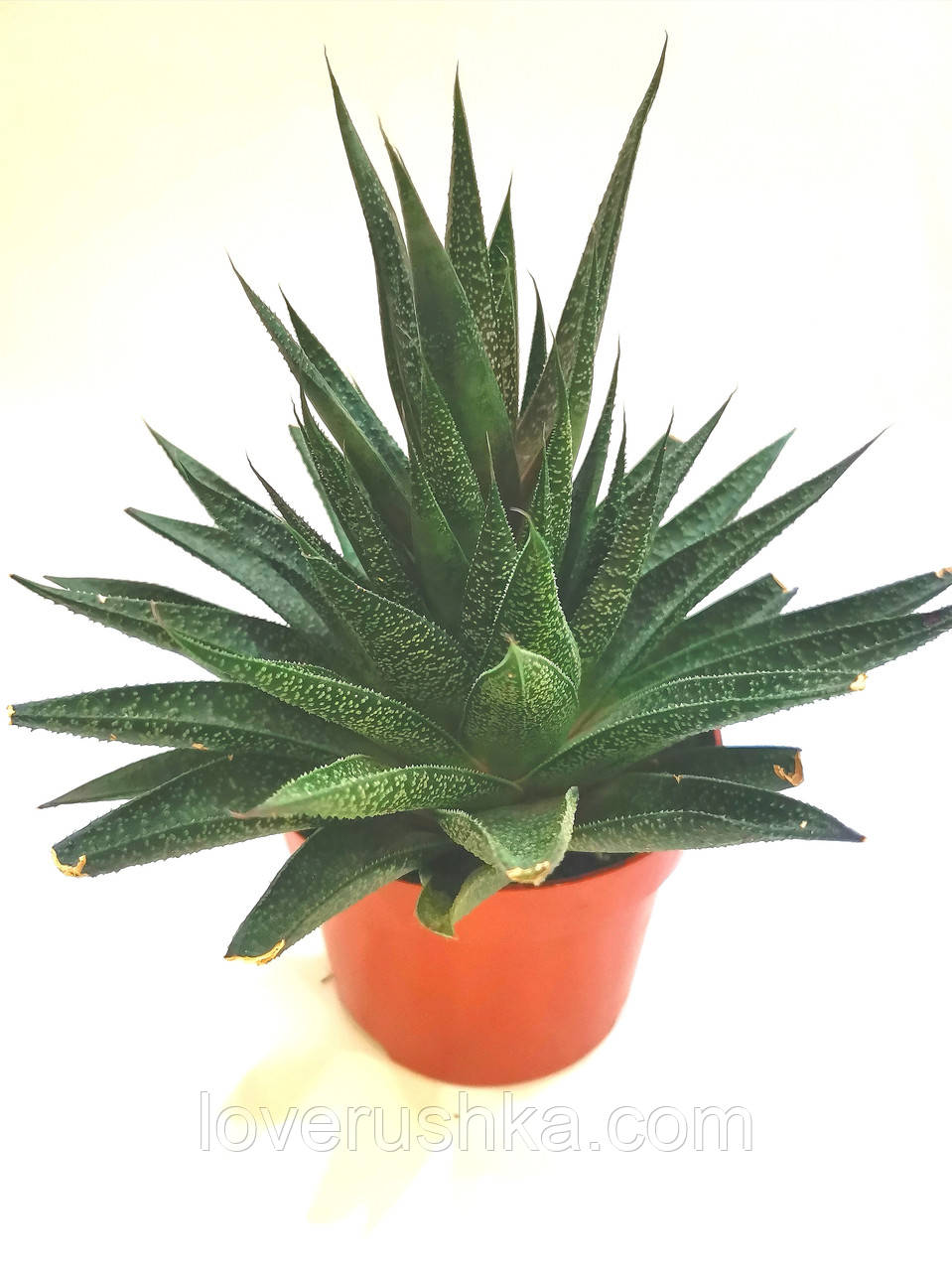 Гастерия Gasteria Суккулент Комнатное Растение — Купить Недорого на ...