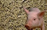 Корми дробина пивна гранула для свиней поросят роздріб