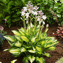 Хоста Colored Hulk (Колоред Халк) кореневище