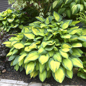 Хоста Sunset Grooves (Сансет Грувз) кореневище, фото 3