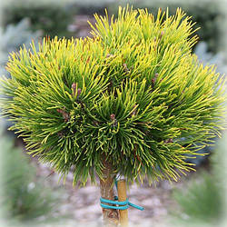 Сосна гірська Саншайн (Sunshine) на штамбі