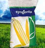 Насіння кукурудзи Си Озон, ФАО 310, Syngenta