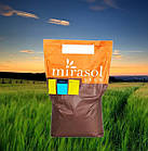 Насіння соняшнику СІРОККО OR 7 (SIROCCO MIRASOL SEED)
