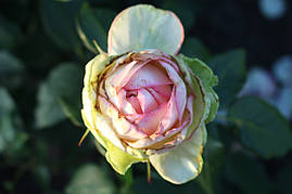 Саджанці троянд Оноре де Бальзак (Honore de Balzac)