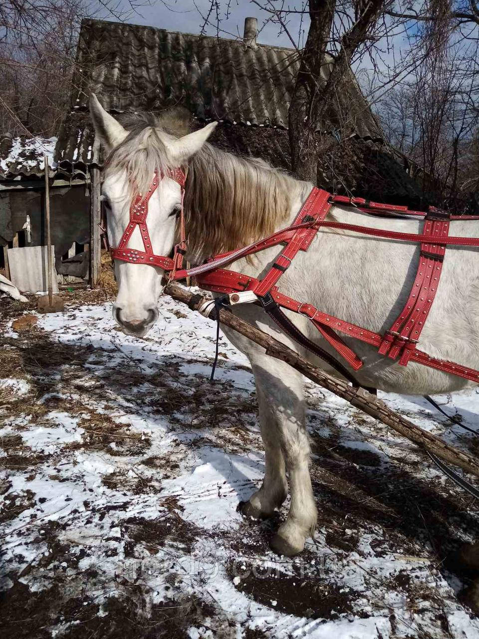 Виїзна упряж на коня. Шора і напівшора ., фото 1