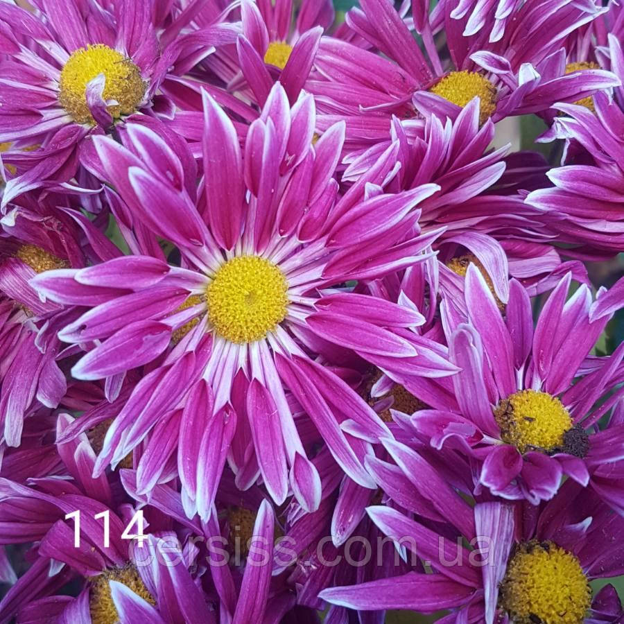 Хризантема горшкова 114, Chrysanthemum