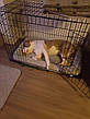 М'яка лежанка для собак, собача лежанка для клітки, розмір XL 109 х 69 х 10 см, фото 10