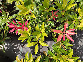 Пієріс японський Форест Флейм / Pieris japonica Forest Flame, фото 3