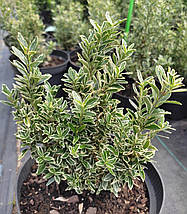 Бересклет японський Альбоварієгатус / Euonymus Albovariegatus, фото 5