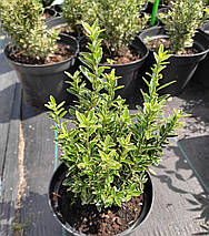 Бересклет японський Альбоварієгатус / Euonymus Albovariegatus, фото 3