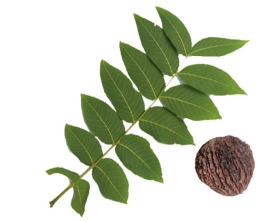 Чорний горіх  (лист), 100г., фото 1