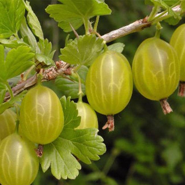 Саджанці Крижовик зелений