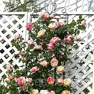 Троянда Жюлі Андріе (Julie Andrieu), фото 2