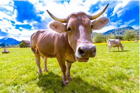 Жидкий пробиотик для животноводства коровы, свиньи, козы, овцы, лошади 250мл Биоферм - фото 3 - id-p1641453031