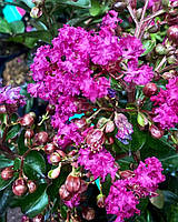 Лагерстремія "FUCHSIA D'ETE". LAGERSTROEMIA indica INDIYA CHARMS® FUCHSIA D'ETE.