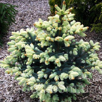 Ялина блакитна Білобок / h 30-40 / Picea pungens Bialobok, фото 3