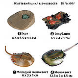 Розвиваючий набір фігурки Життєвий цикл мечохвоста (4 шт) від Obetty, фото 3