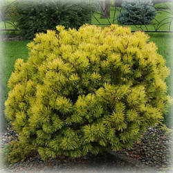 Сосна гірська Ophir (Офір) на штамбі