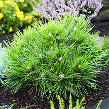Сосна густоквіткова Лоу Глоу / С5 / d 30-40 / Pinus Low Glow, фото 3