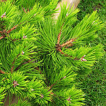 Сосна густоквіткова Лоу Глоу / С10 / d 40-50 / Pinus Low Glow, фото 2