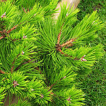 Сосна густоквіткова Лоу Глоу / С5 / d 30-40 / Pinus Low Glow, фото 2