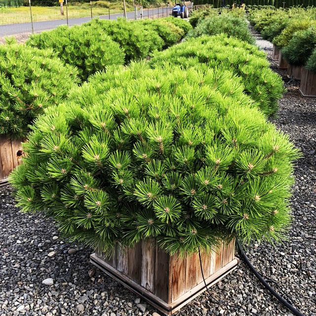 Сосна густоквіткова Лоу Глоу / С5 / d 30-40 / Pinus Low Glow