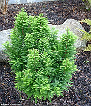 Метасеквоя китайська Чуббі \ Metasequoia glyptostroboides 'Chubby' ( саджанці 3 роки С2л), фото 3