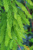 Метасеквоя китайська Чуббі \ Metasequoia glyptostroboides 'Chubby' ( саджанці 3 роки С2л), фото 2