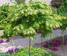 Метасеквоя китайська Чуббі \ Metasequoia glyptostroboides 'Chubby' ( саджанці 3 роки С2л), фото 3