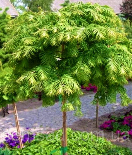 Метасеквоя китайська Чуббі \ Metasequoia glyptostroboides 'Chubby' ( саджанці 3 роки С2л)