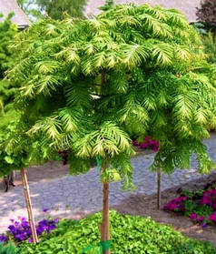 Метасеквоя китайська Чуббі \ Metasequoia glyptostroboides 'Chubby' ( саджанці 3 роки С2л)