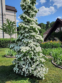 Дерен коуза колоновидний Маджестик Колумн \ Cornus kousa Majestic Column ( саджанці 4роки С10л) Дерен китайський