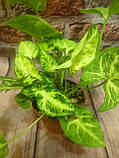 Сингоніум ножколистный горщечне рослина, фото 2