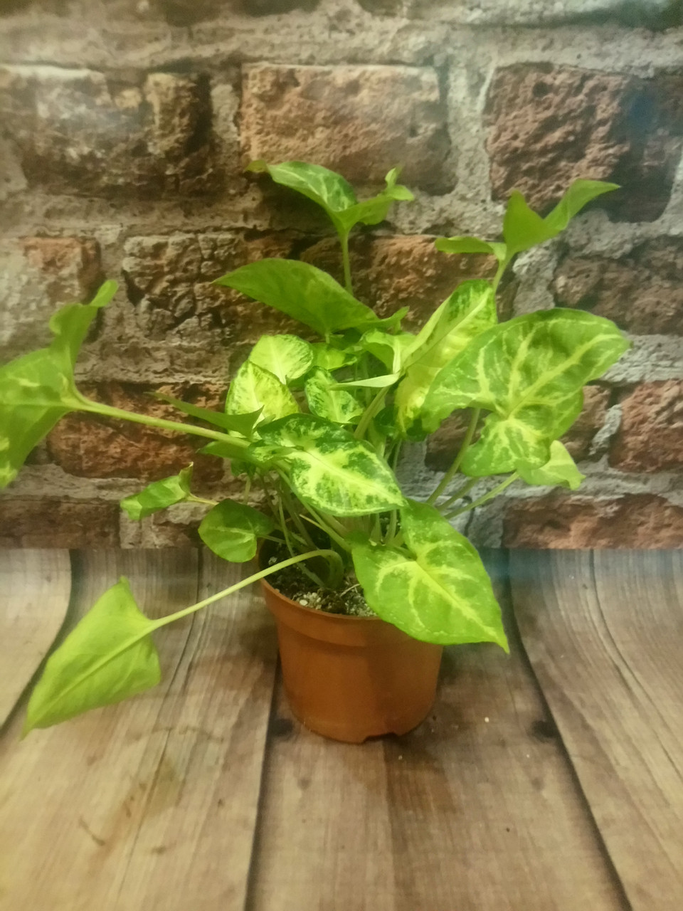 Сингоніум ножколистный горщечне рослина, фото 1