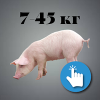 Годівниці для свиней на дорощуванні 7-45 кг 