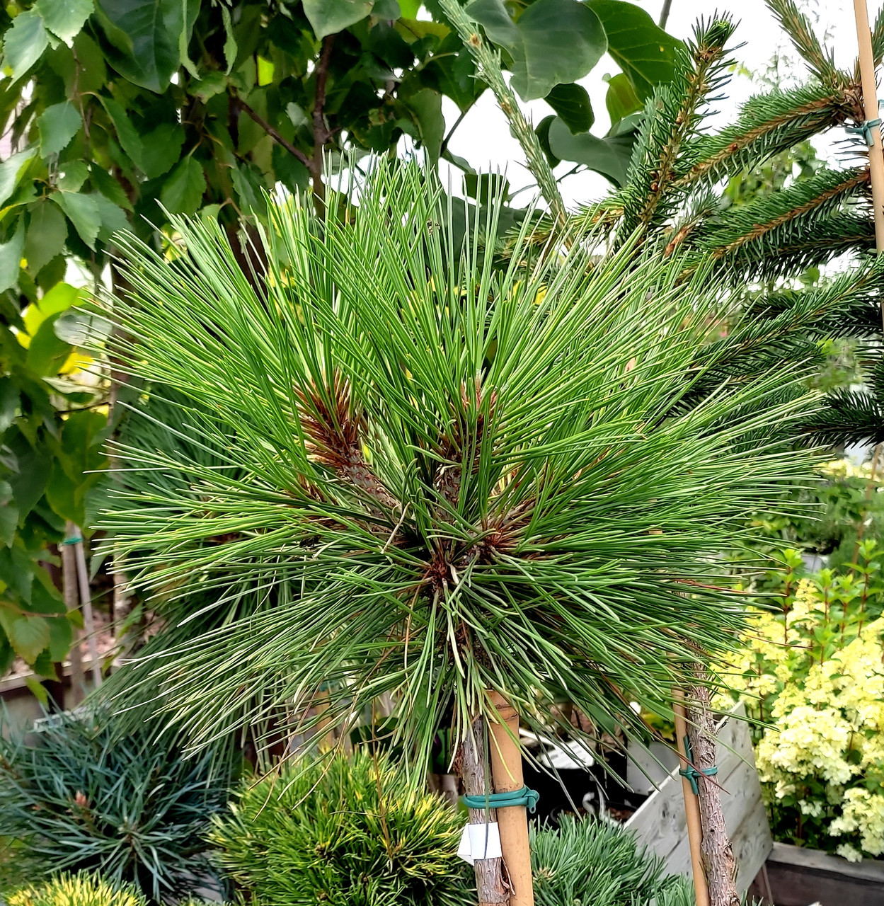 Сосна Джефрі Джоппі на штамбі / h 120-175 / Pinus jeffreyi Joppi