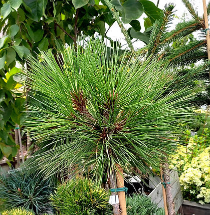 Сосна Джефрі Джоппі на штамбі / h 120-175 / Pinus jeffreyi Joppi, фото 1