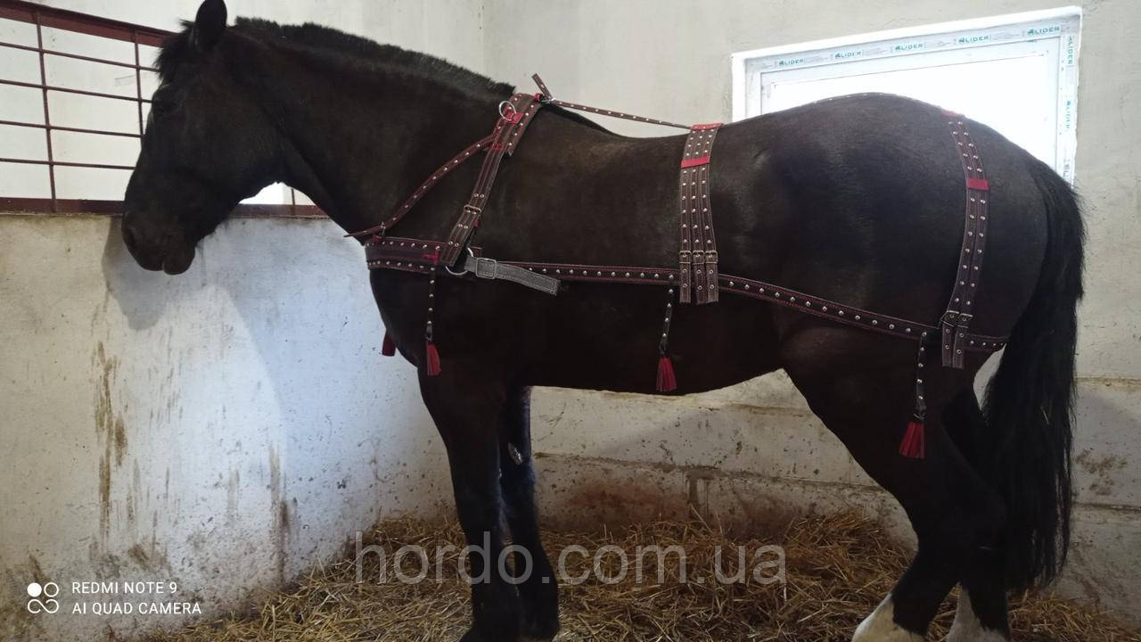 Міцна упряж для коня. Шлея і наритник. Великий вибір вуздечок