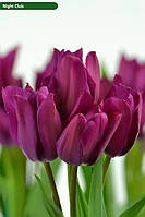 Тюльпан мультіфлора Night Club 12+