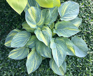 Hosta "Powder Keg" (сажі)