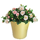 Горщик для квітів Камелія d130 0,7 л Гемопласт, фото 4